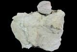 Blastoid (Pentremites) Fossil - Illinois #92236-1